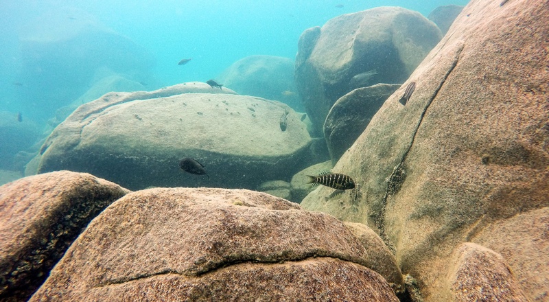 Tropheus polli 'Lyamembe'